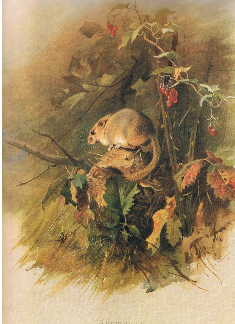 Loir, de Mammifères de Thorburn publié par Longmans et Co, vers 1920 - Archibald Thorburn