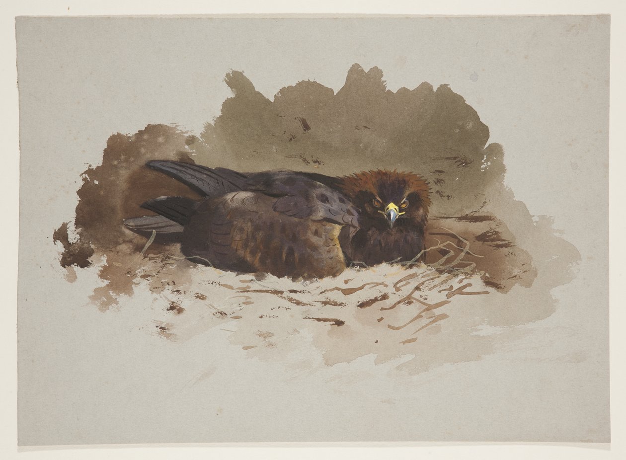 Aigle sur un nid, vers 1915 - Archibald Thorburn