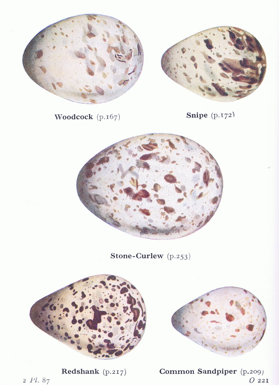 Œufs : Bécasse des bois ; Bécassine, Œdicnème criard, Chevalier gambette, Chevalier guignette, de Birds of the British Isles and Their Eggs publié par Frederick Warne & Co Ltd, 1958 - Archibald Thorburn