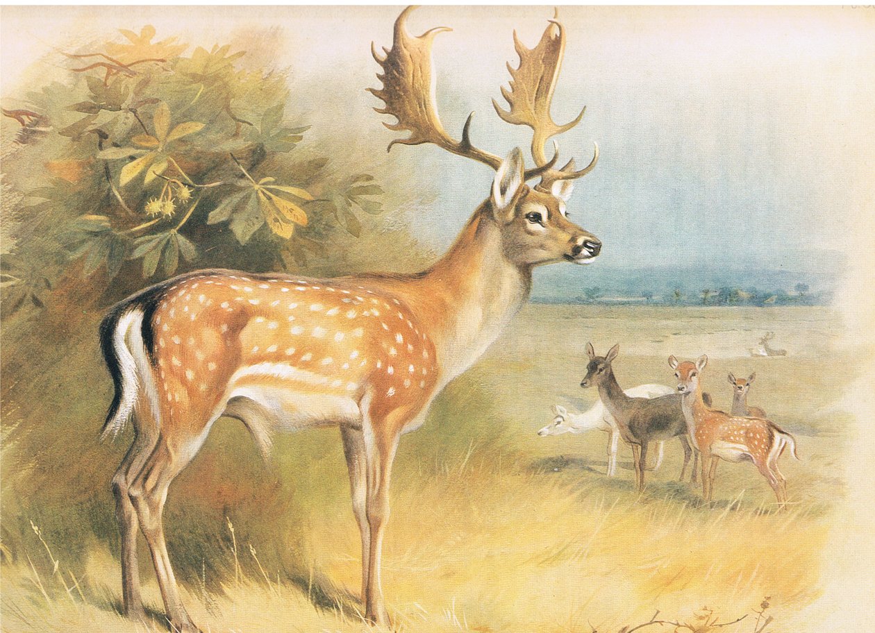 Daim, de Mammifères de Thorburn publié par Longmans et Co, vers 1920 - Archibald Thorburn