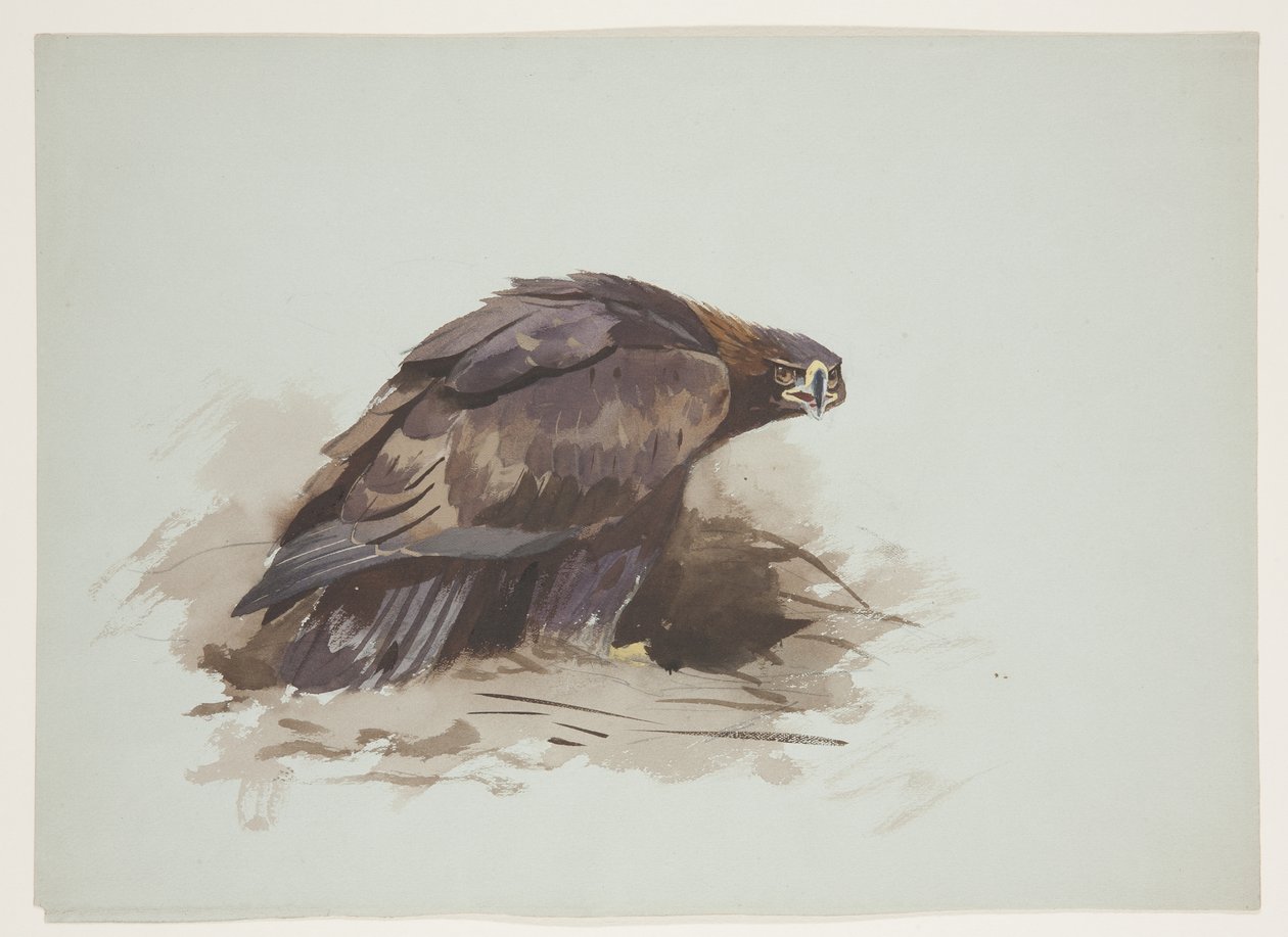 Aigle royal, c.1915 - Archibald Thorburn