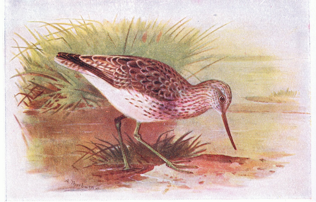 Chevalier aboyeur, de Birds of the British Isles and Their Eggs publié par Frederick Warne & Co Ltd, 1958 - Archibald Thorburn