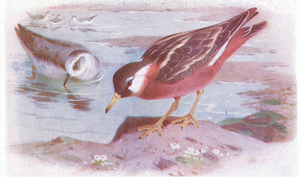 Phalarope à bec large (été et automne), de Birds of the British Isles and Their Eggs publié par Frederick Warne & Co Ltd, 1958 - Archibald Thorburn