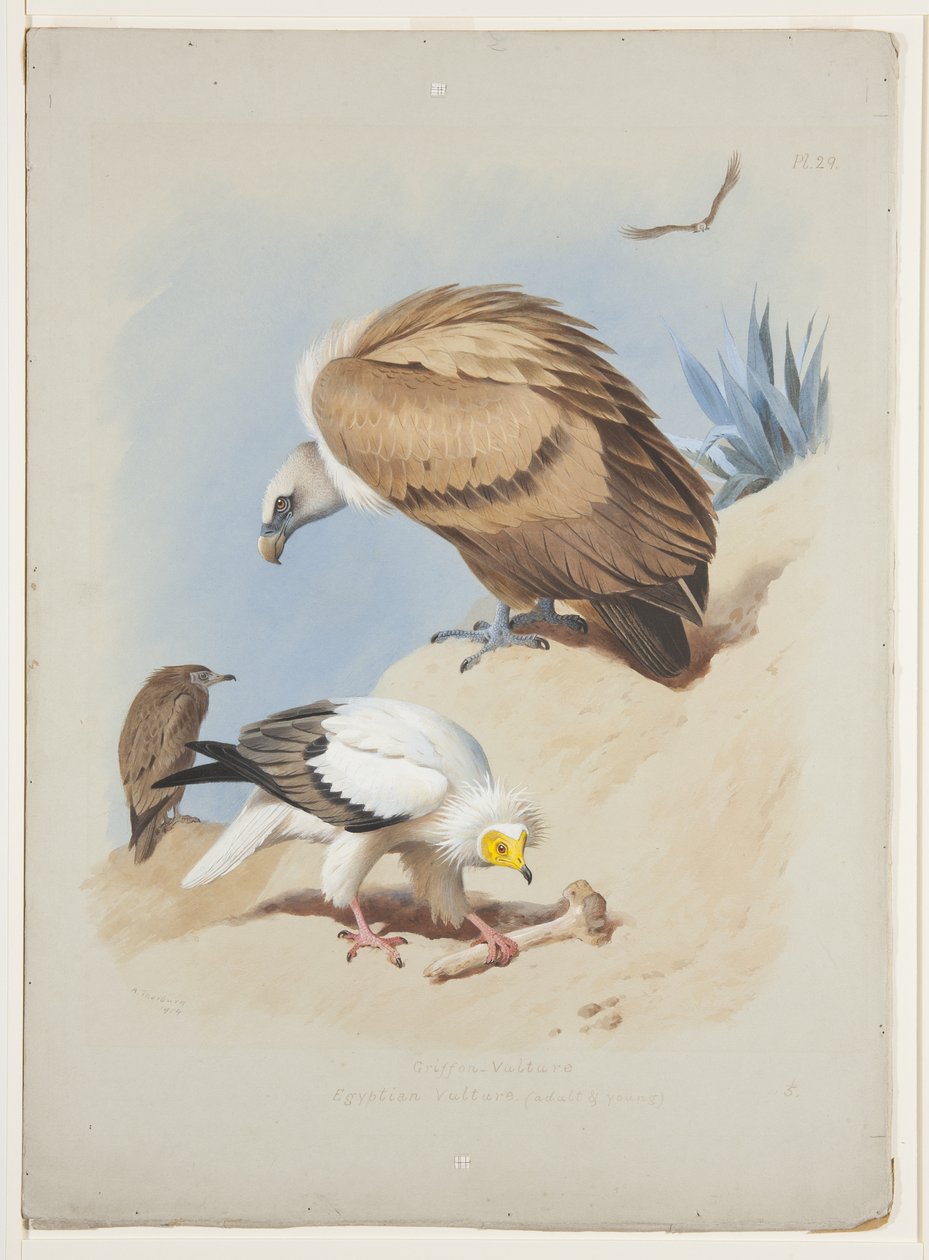 Vautour fauve et vautour égyptien, vers 1915 - Archibald Thorburn