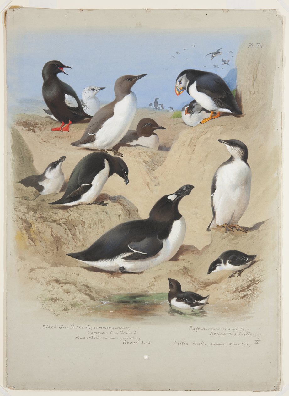 Guillemots, pingouin torda, macareux et alcidés, c.1915 - Archibald Thorburn