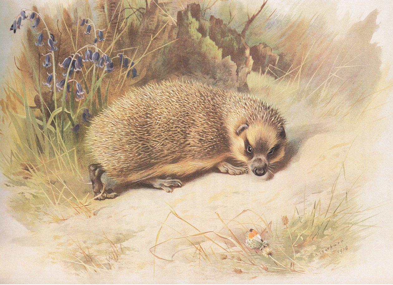 Hérisson, de Mammifères de Thorburn publié par Longmans et Co, vers 1920 - Archibald Thorburn