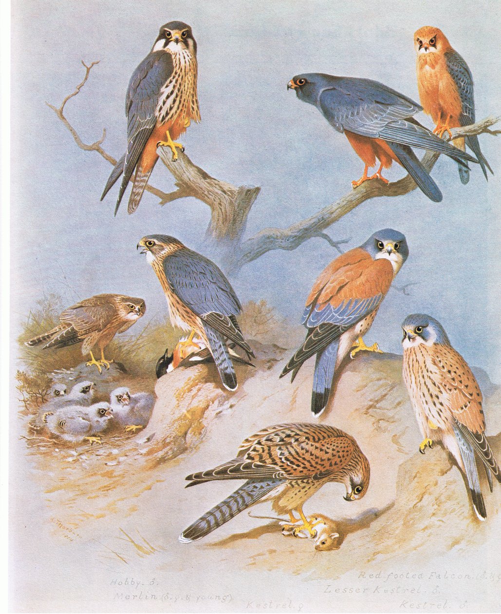 Hobereau, Merlin, Faucon à pattes rouges, Faucon crécerellette et Crécerelle, pub. par Book Club Associates, 1972 - Archibald Thorburn