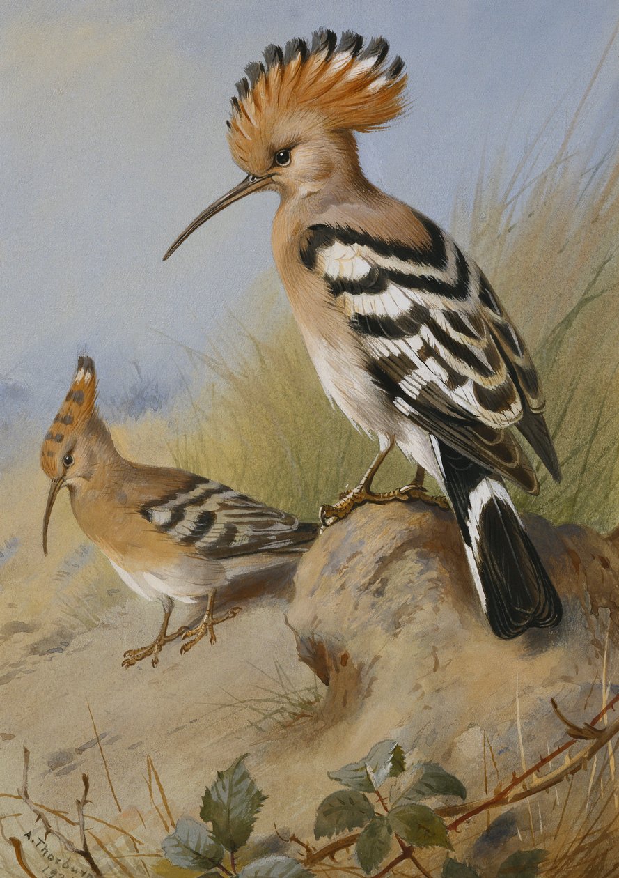 Huppes - Archibald Thorburn
