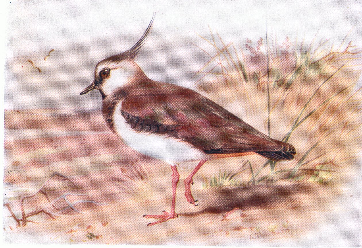 Vanneau, de Birds of the British Isles and Their Eggs publié par Frederick Warne & Co Ltd, 1958 - Archibald Thorburn