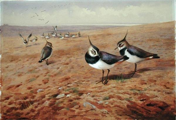 Vanneaux sur la charrue - Archibald Thorburn