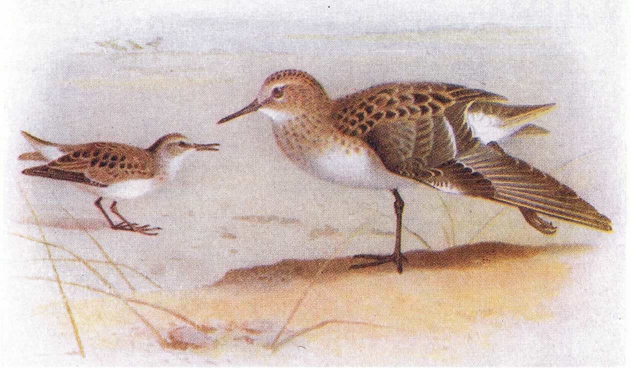 Bécasseau minute, de Birds of the British Isles and Their Eggs publié par Frederick Warne & Co Ltd, 1958 - Archibald Thorburn