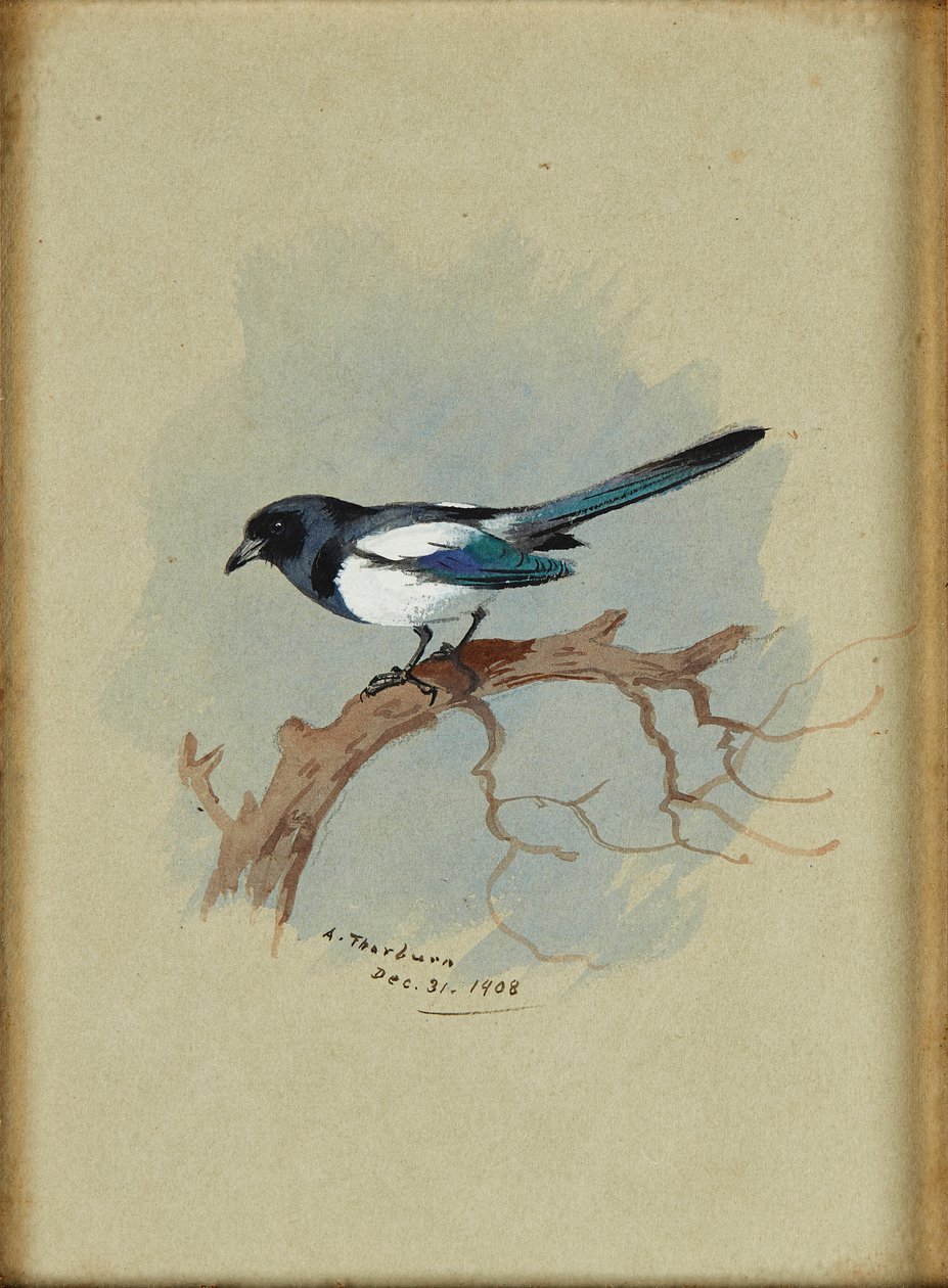 Pie sur une branche - Archibald Thorburn