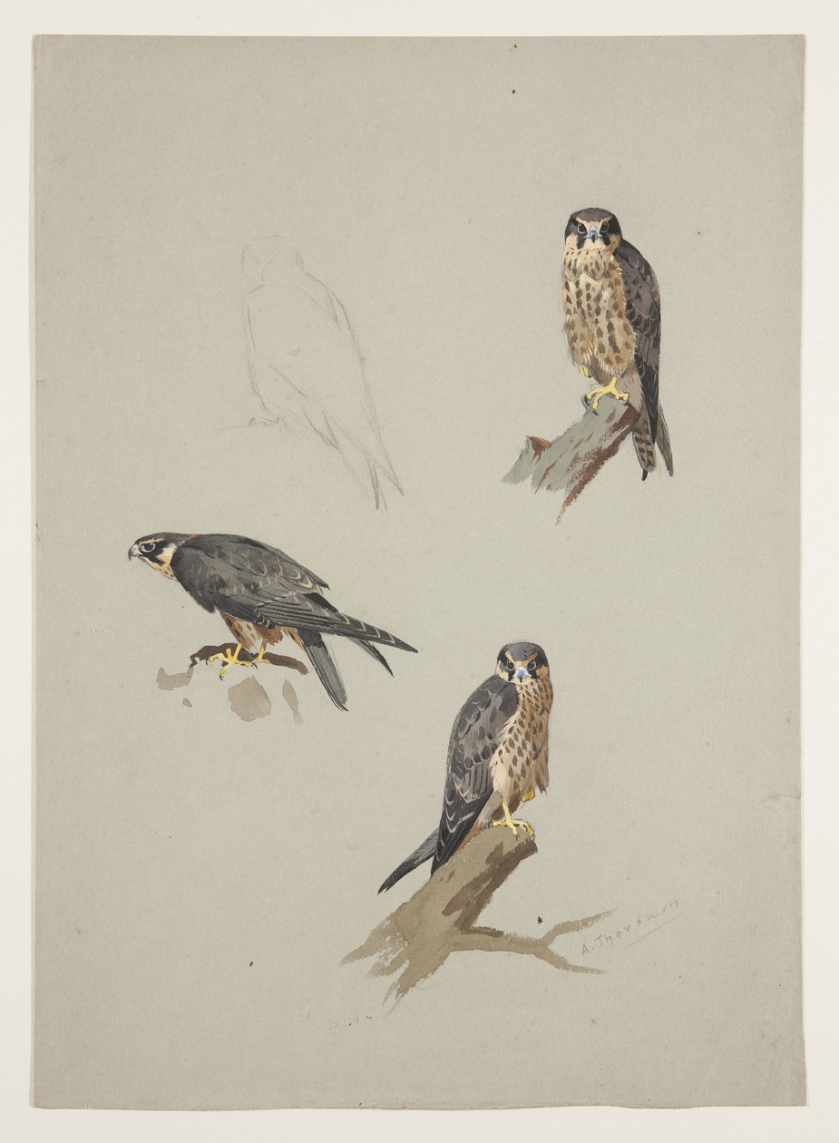 Faucon émerillon mâle, vers 1915 - Archibald Thorburn