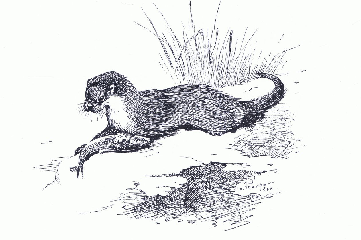 Loutre avec poisson, de Mammifères de Thorburn publié par Longmans and Co, c. 1920 - Archibald Thorburn