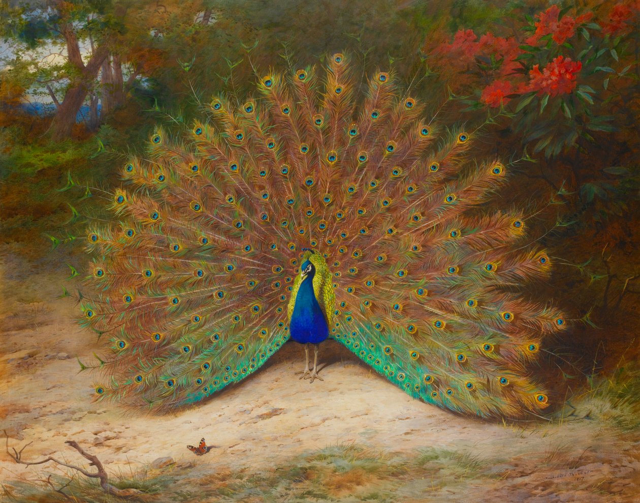 Paon et papillon paon - Archibald Thorburn