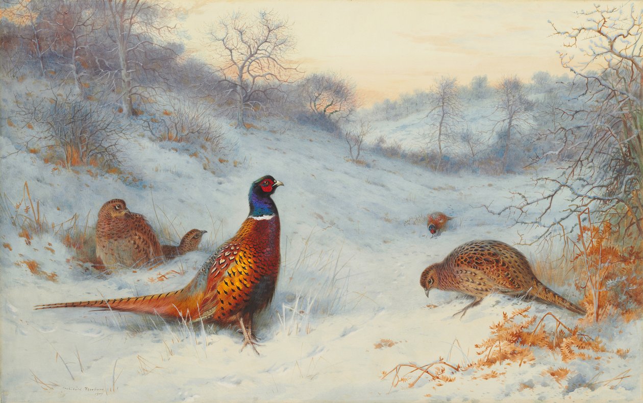 Faisan dans la neige - Archibald Thorburn