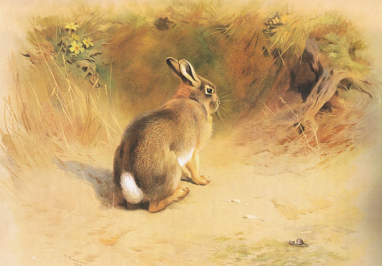 Lapin, de Mammifères de Thorburn publié par Longmans et Co, vers 1920 - Archibald Thorburn