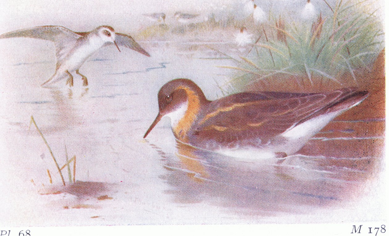 Phalarope à bec étroit (été et automne), de Birds of the British Isles and Their Eggs publié par Frederick Warne & Co Ltd, 1958 - Archibald Thorburn