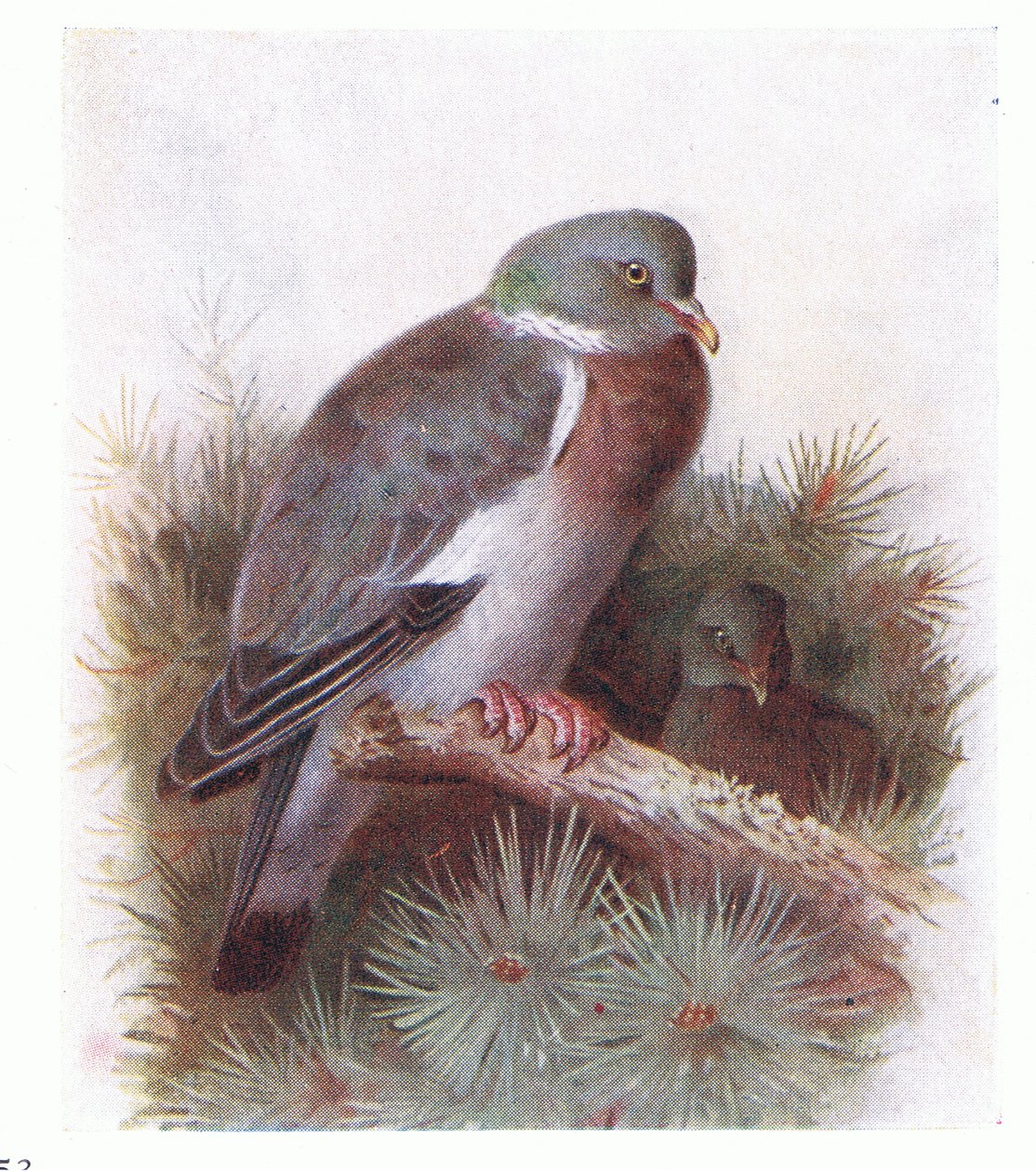 Pigeon ramier, de Birds of the British Isles and Their Eggs publié par Frederick Warne & Co Ltd, 1958 - Archibald Thorburn