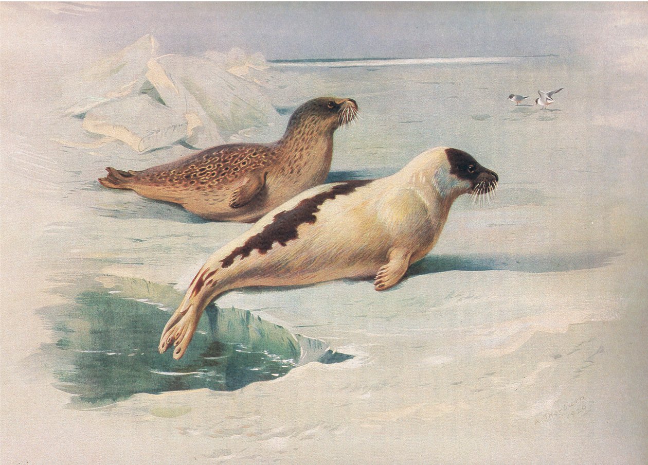 Phoque annelé et phoque du Groenland, de Mammifères de Thorburn publié par Longmans et Co, vers 1920 - Archibald Thorburn