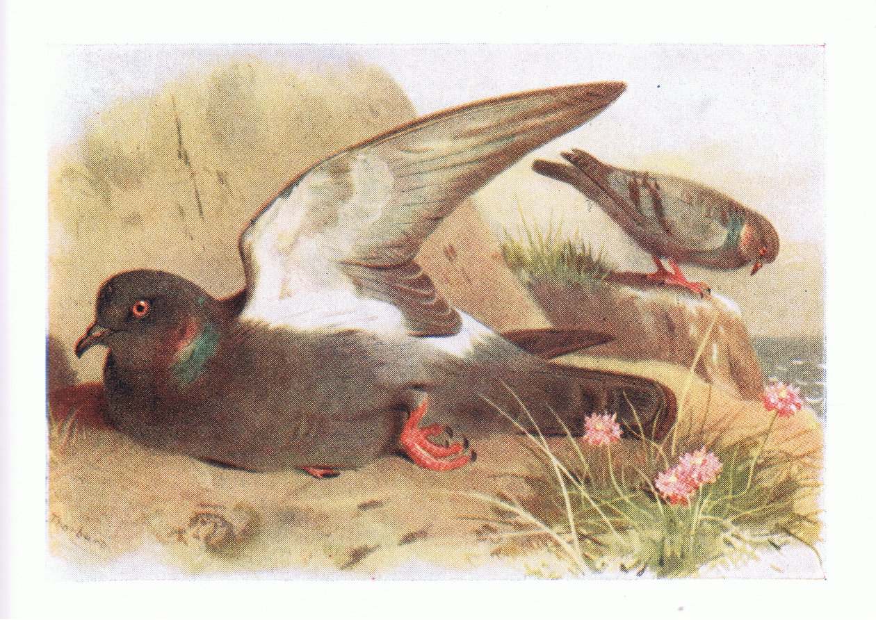 Pigeon biset, de Birds of the British Isles and Their Eggs publié par Frederick Warne & Co Ltd, 1958 - Archibald Thorburn