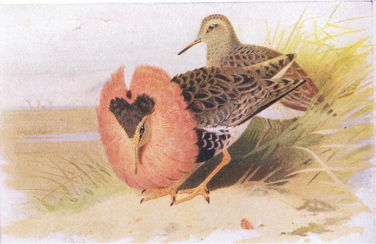 Combattant varié, de Birds of the British Isles and Their Eggs publié par Frederick Warne & Co Ltd, 1958 - Archibald Thorburn