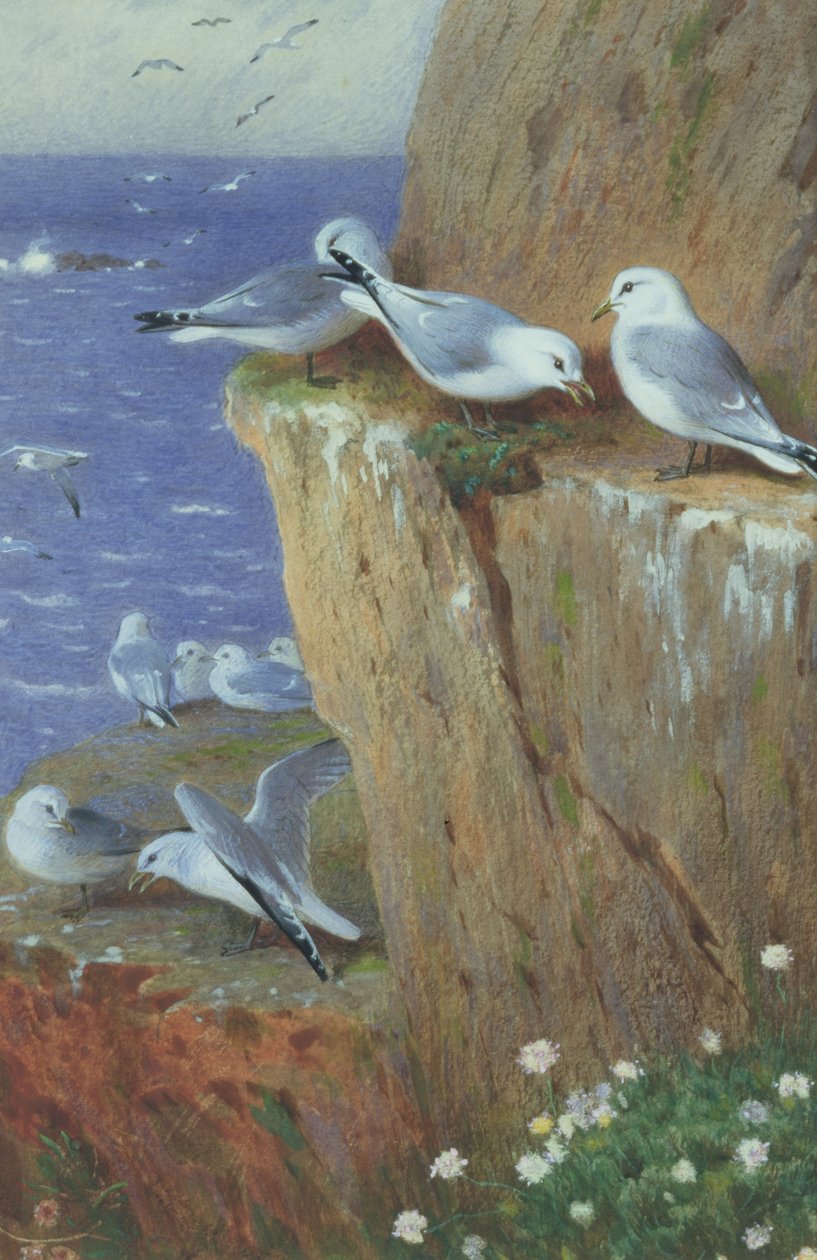 Mouettes - Archibald Thorburn