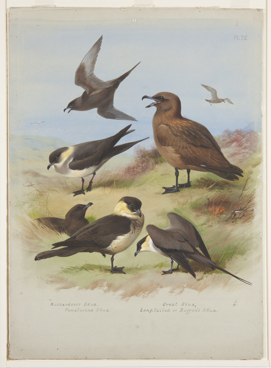 Skuas, vers 1915 - Archibald Thorburn