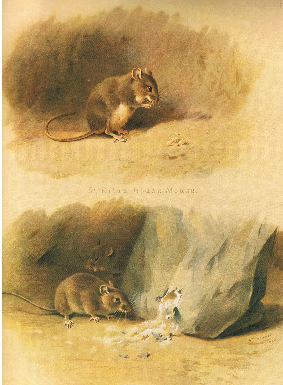 Souris de St Kilda et souris commune, de Mammifères de Thorburn publié par Longmans et Co, vers 1920 - Archibald Thorburn