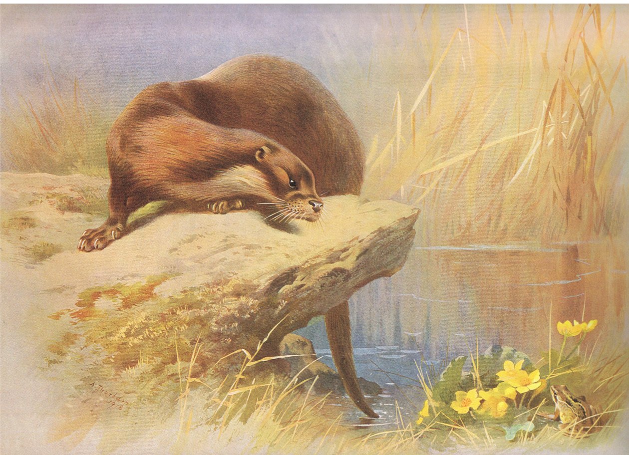 La Loutre, de Mammifères de Thorburn publié par Longmans and Co, vers 1920 - Archibald Thorburn