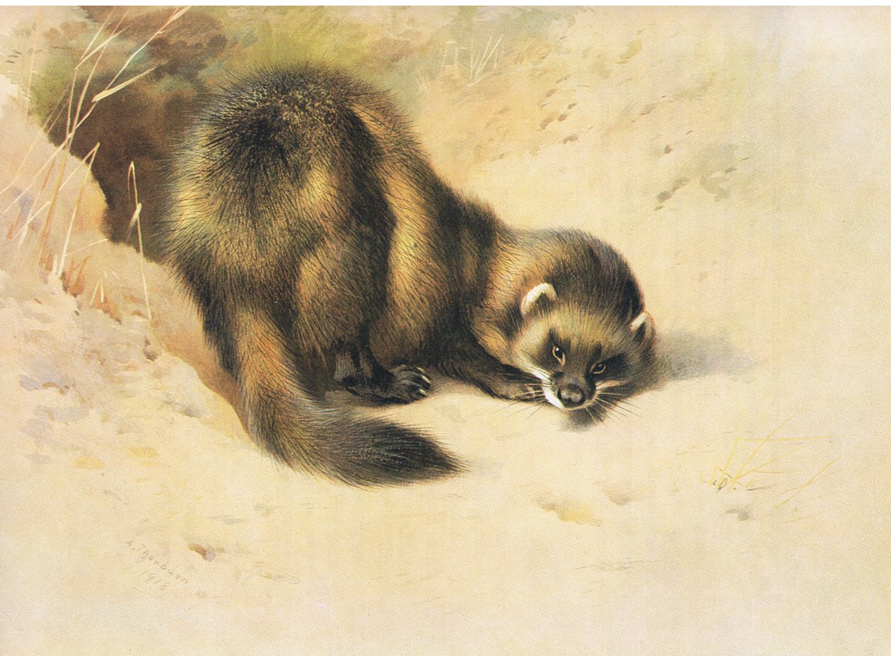 Le Putois, de Mammifères de Thorburn publié par Longmans et Co, vers 1920 - Archibald Thorburn