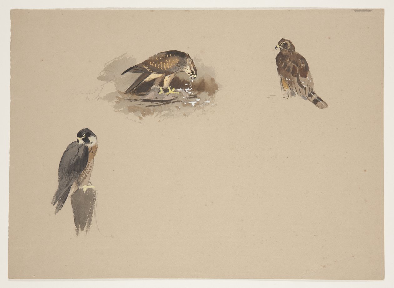 Trois petites vignettes de faucon pèlerin et 2 autres oiseaux de proie, c.1915 - Archibald Thorburn