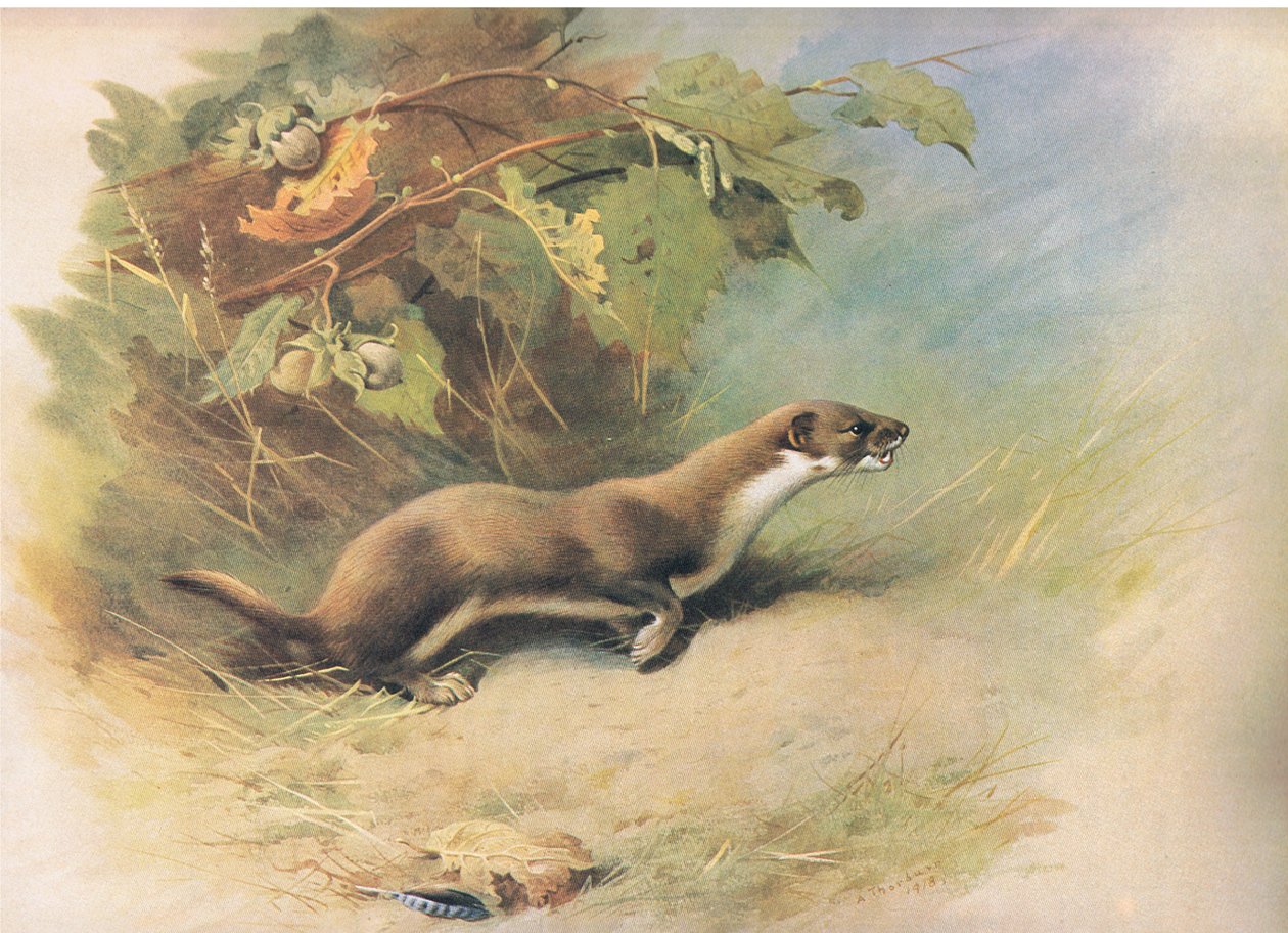 Belette, de Mammifères de Thorburn publié par Longmans et Co, vers 1920 - Archibald Thorburn