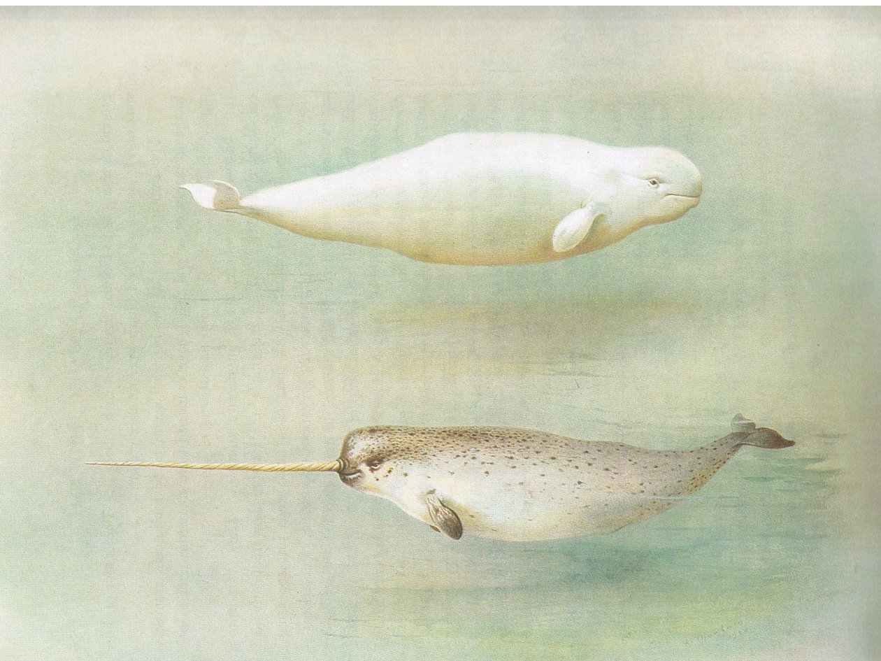 Baleine blanche et narval, de Mammifères de Thorburn publié par Longmans et Co, vers 1920 - Archibald Thorburn