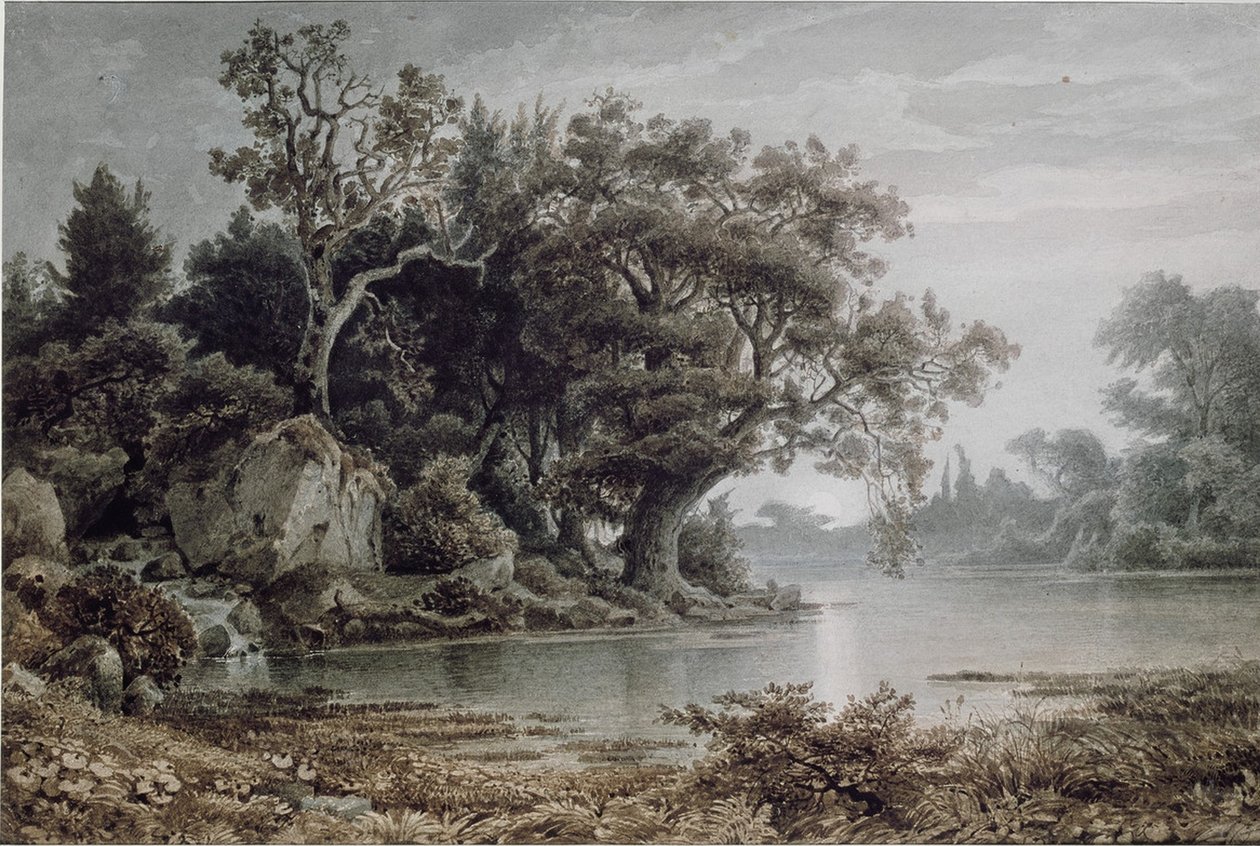 Paysage forestier au bord de l