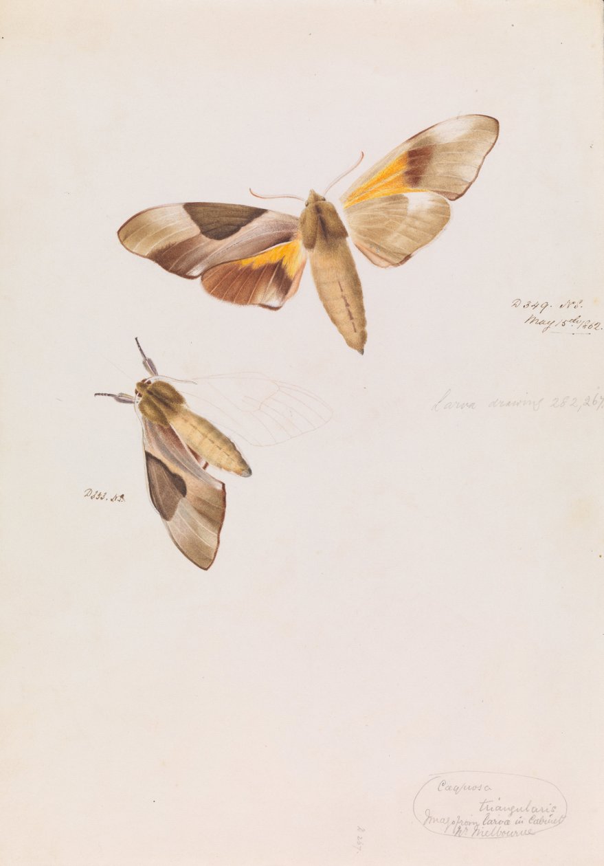 Sphinx à deux têtes, Coequosa triangularis - Arthur Bartholomew