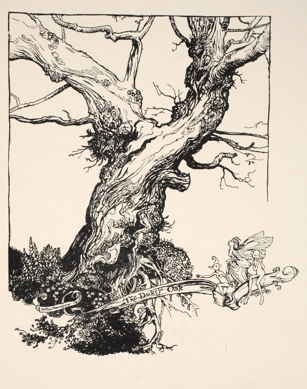 Le chêne du duc, illustration de 