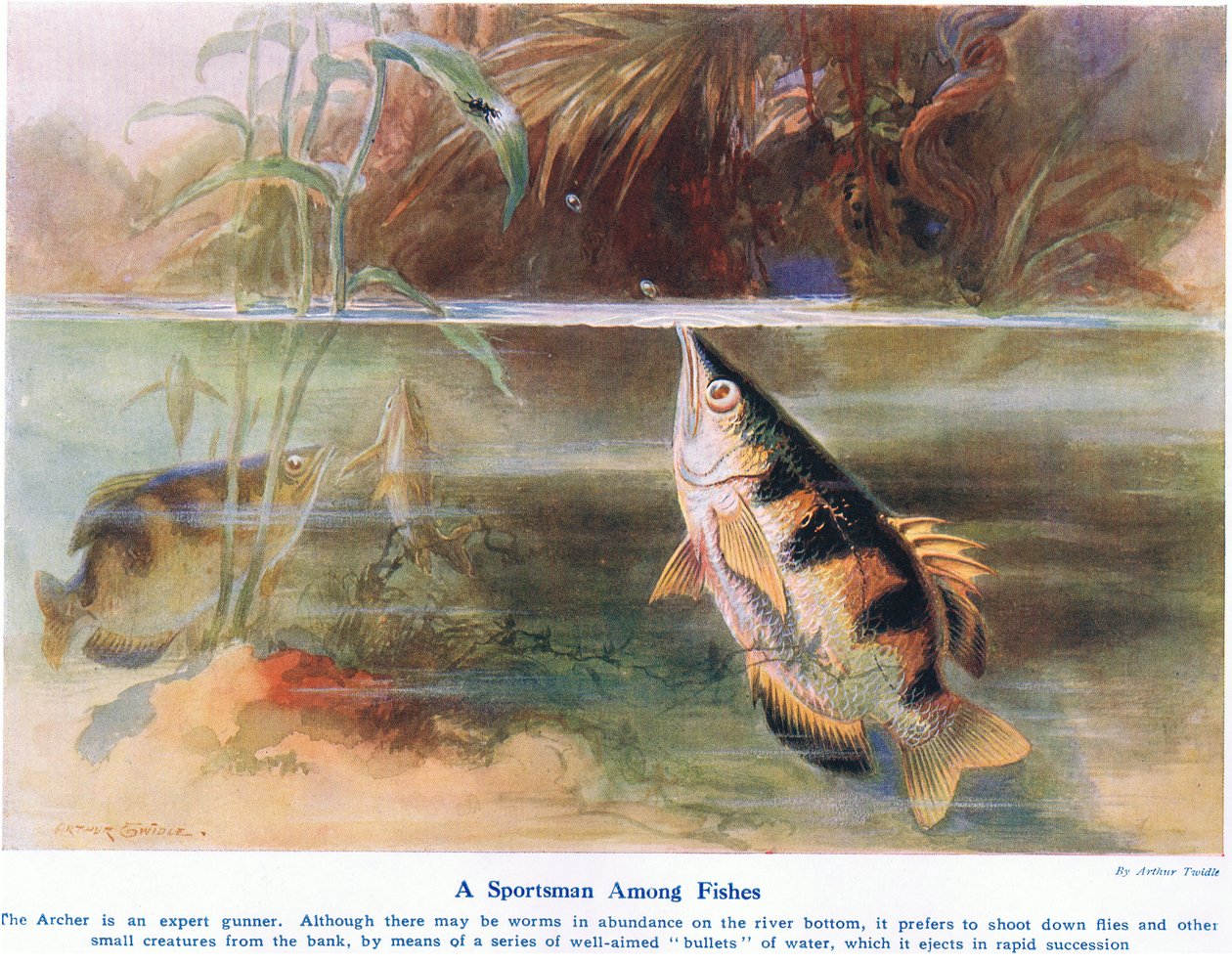 Un chasseur parmi les poissons, illustration de 