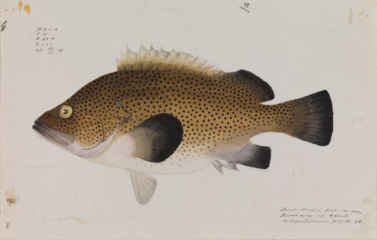 Wirra oriental, Acanthistius ocellatus - Arthur Bartholomew