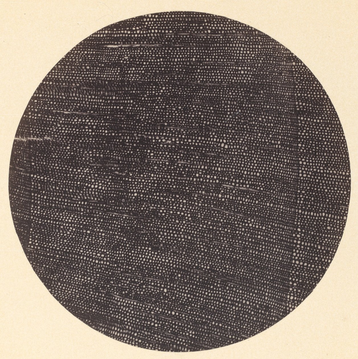 Microphotographie de section transversale de bois Salisburia, années 1870 - Arthur Durham