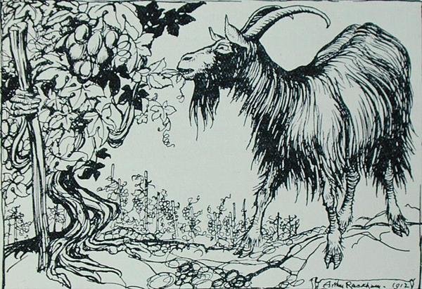 La chèvre et la vigne, illustration des 