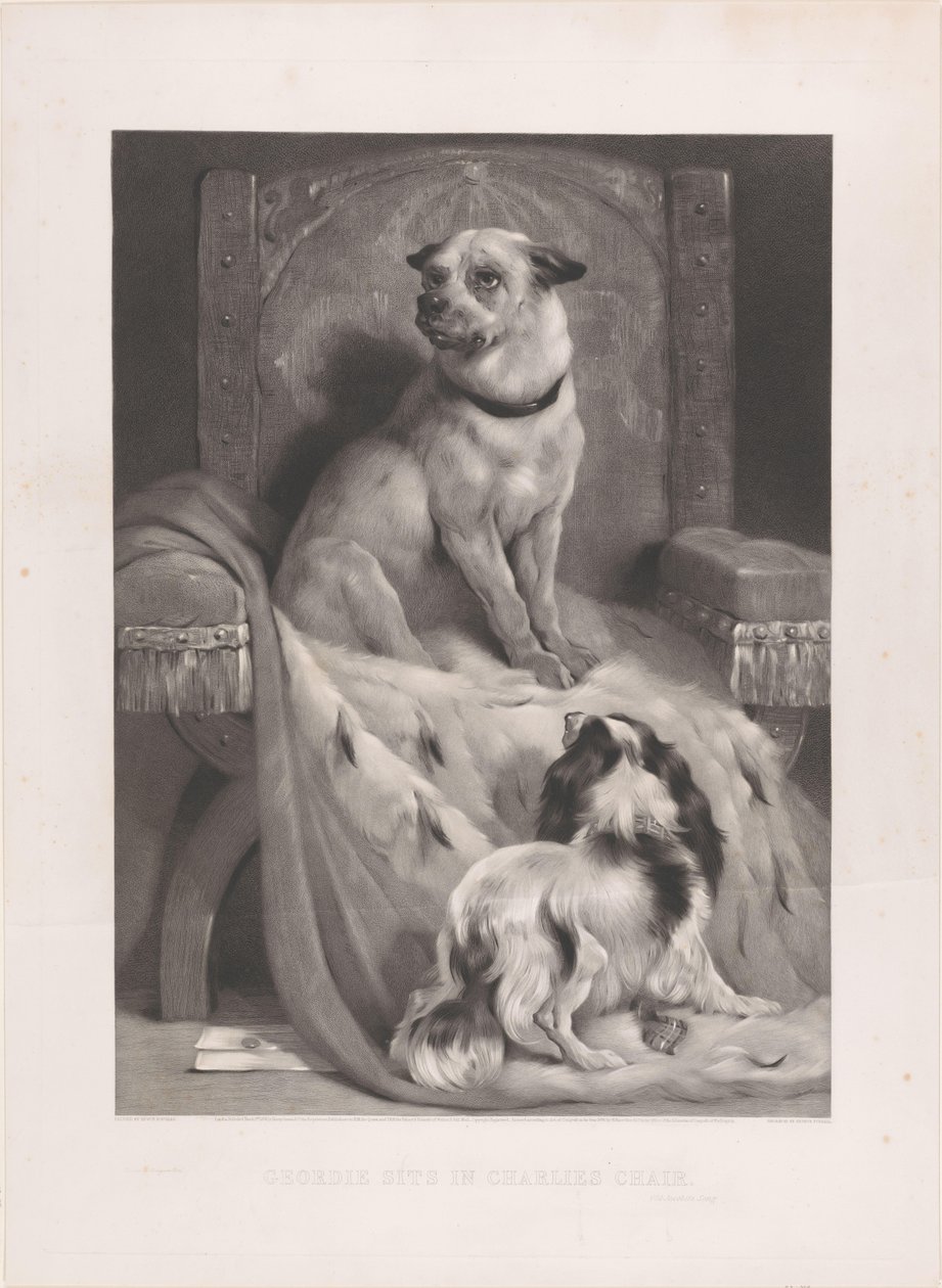 Chien sur un manteau d