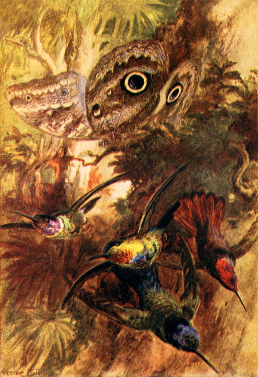 Le papillon hibou (lithographie couleur) - Arthur Twidle