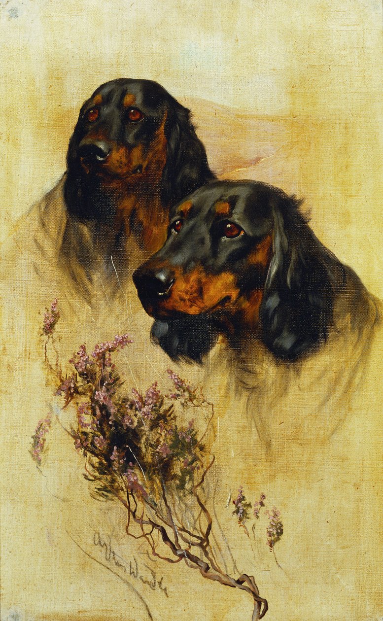 Deux Setters Gordon - Arthur Wardle