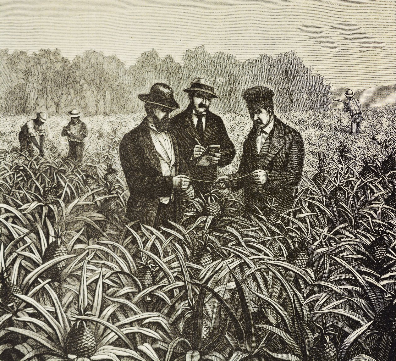 Angleterre (XIXe siècle). Colonisation (1880). Plantation d