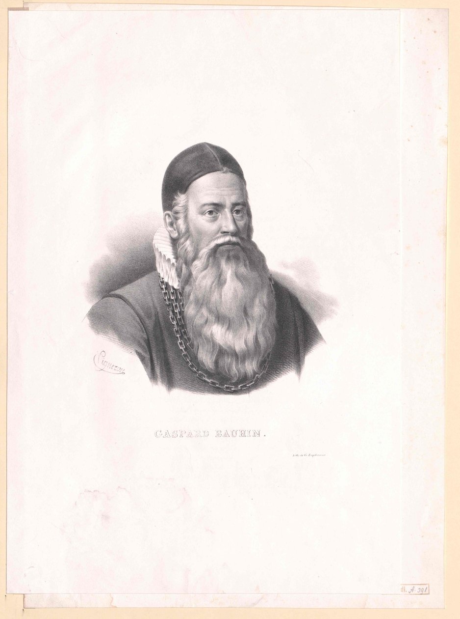 Kaspar Bauhin - Artist Unknown