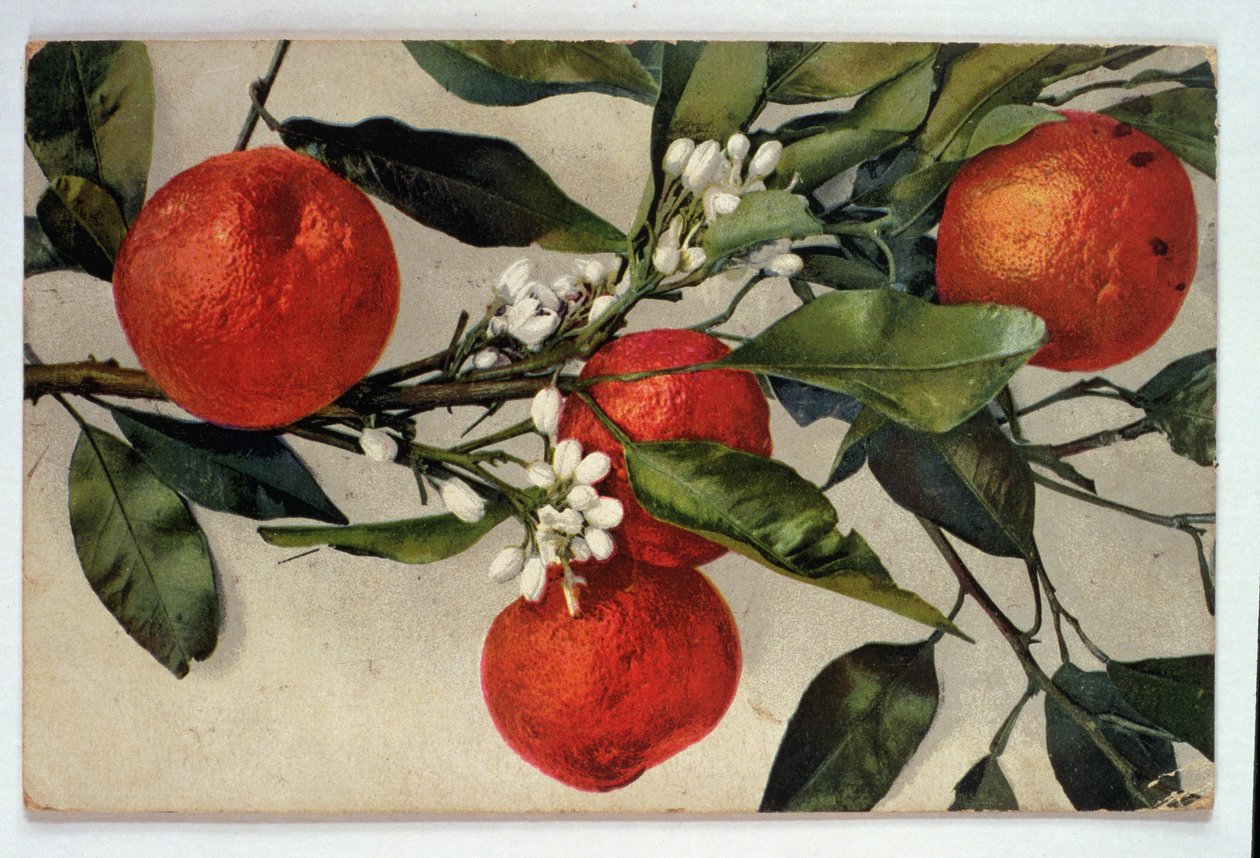 Oranges, carte postale - Artist Unknown