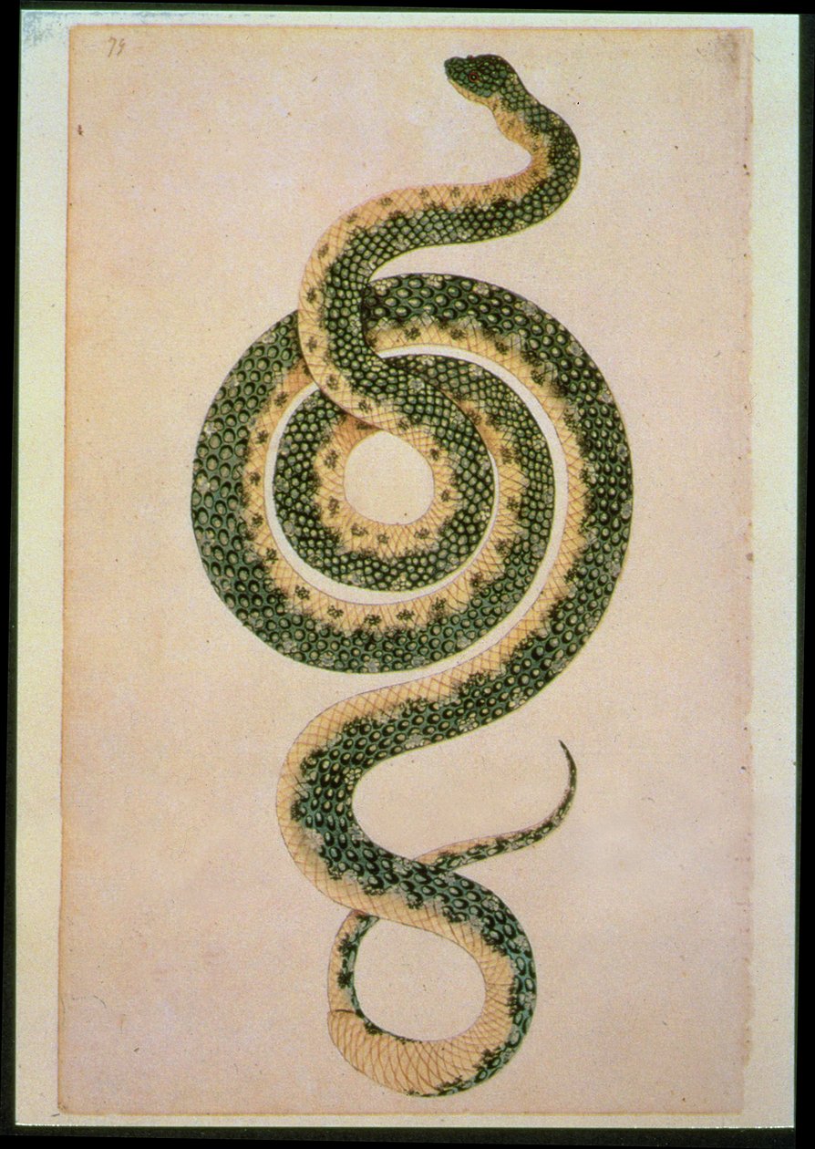 Serpent (gravure) - Artist Unknown
