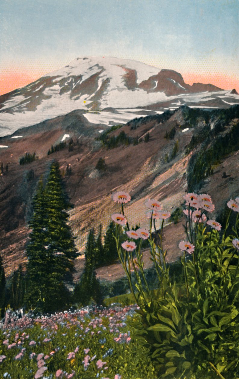 Asters pourpres, dans le parc national du Mont Rainier, vers 1916 - Asahel Curtis