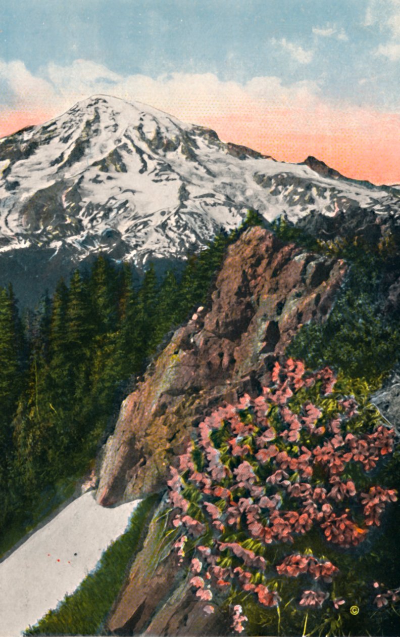 La primevère sur le mont Rainier, vers 1916 - Asahel Curtis